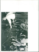 - Vintage Photograph