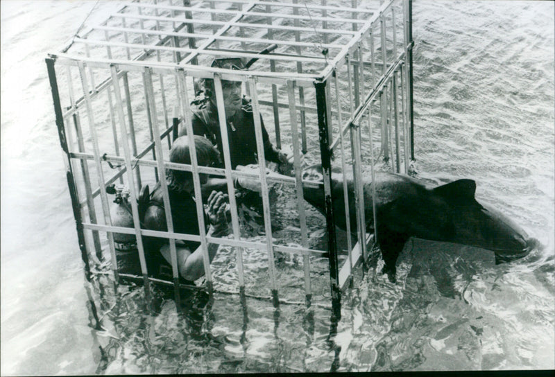 Sharks' Treasure - Vintage Photograph