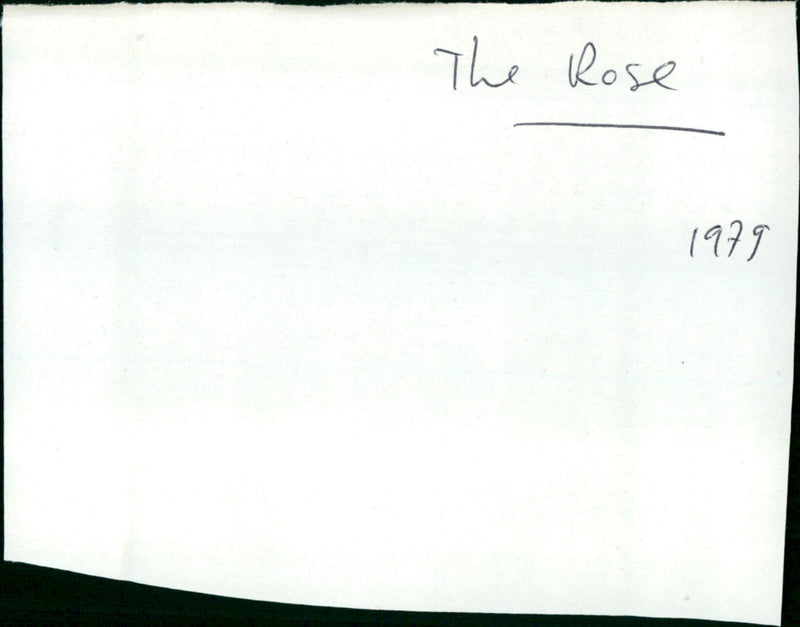 The Rose - Vintage Photograph
