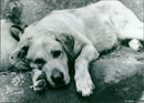 Dog - Old Yeller - Vintage Photograph