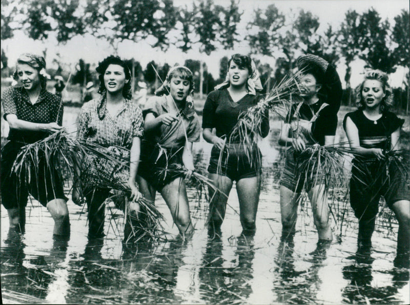 Riso amaro - Vintage Photograph