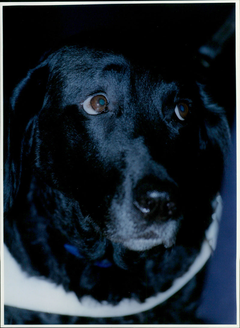 Guide Dog Lucy - Vintage Photograph