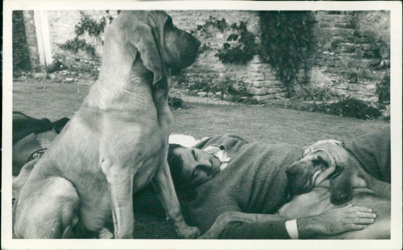 Man with dogs - Vintage Photograph