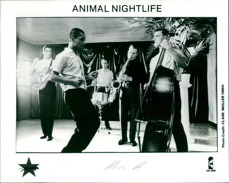 Animal Nightlife - Vintage Photograph