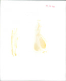 Soldier - Vintage Photograph