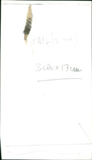 Princess Anne - Vintage Photograph