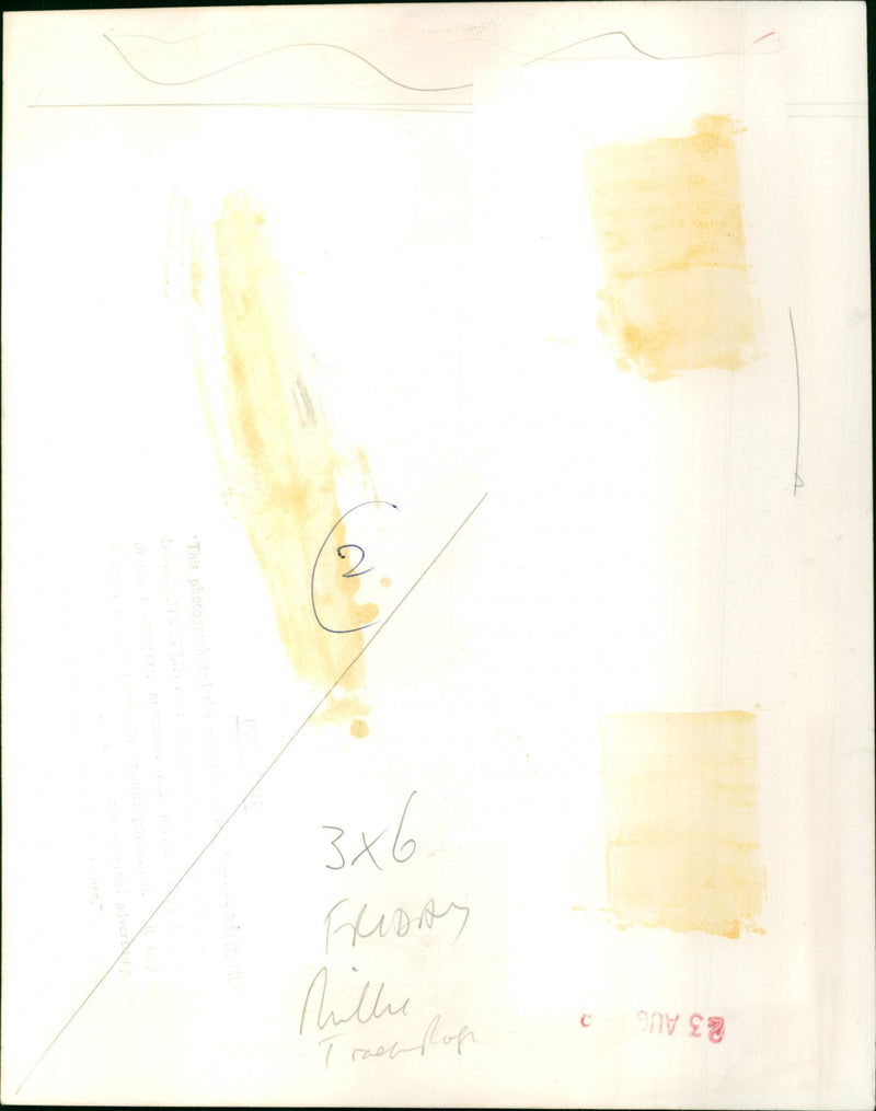 Julie Andrews - Vintage Photograph