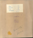 Princess Anne - Vintage Photograph