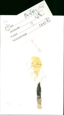 B. J. Arnau - Vintage Photograph