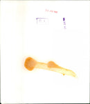 Tony Benn - Vintage Photograph