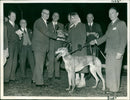 Greyhound racing winner - Vintage Photograph