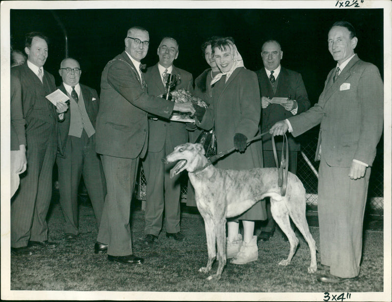 Greyhound racing winner - Vintage Photograph