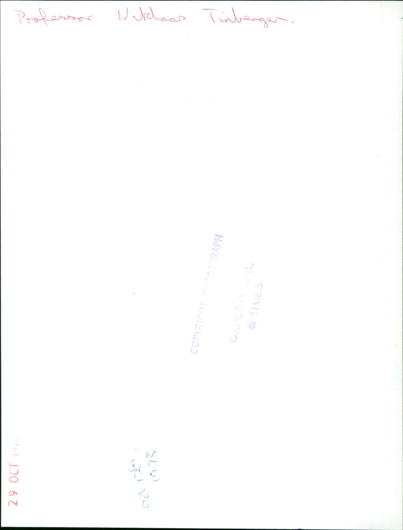 Nikolaas Tingergen - Vintage Photograph