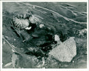 Otter - Vintage Photograph