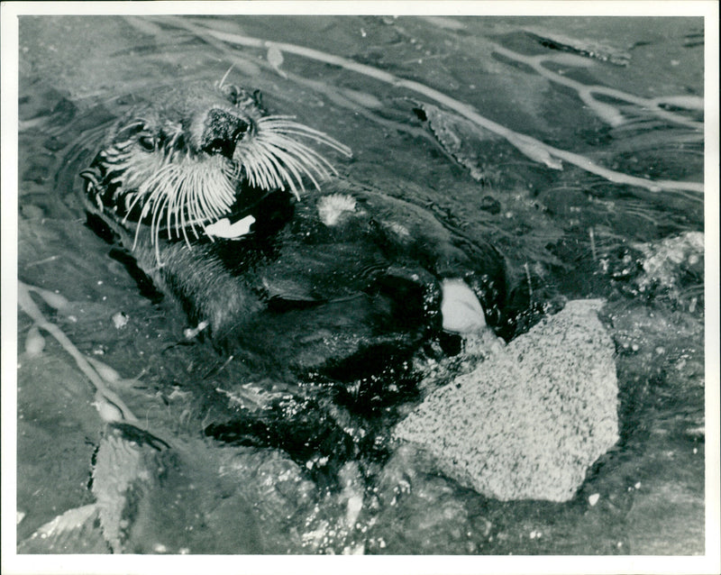 Otter - Vintage Photograph