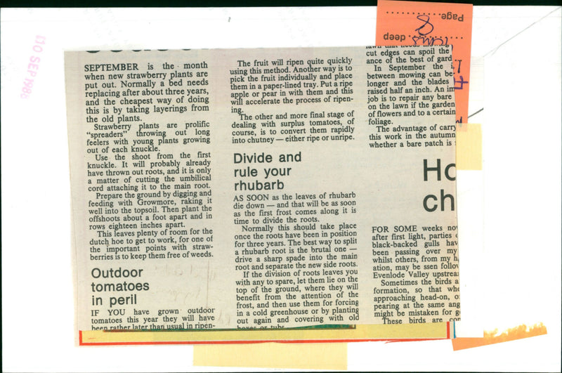 Strawberry Plants - Vintage Photograph