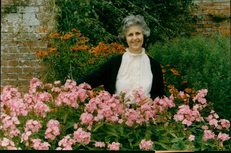 Strawberry Plants - Vintage Photograph