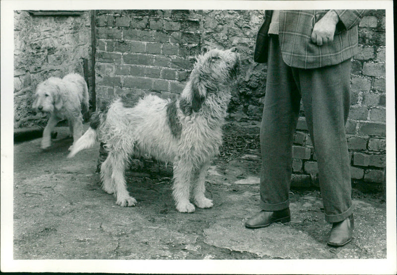 Otter - Vintage Photograph
