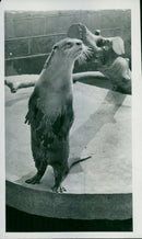 Otter - Vintage Photograph