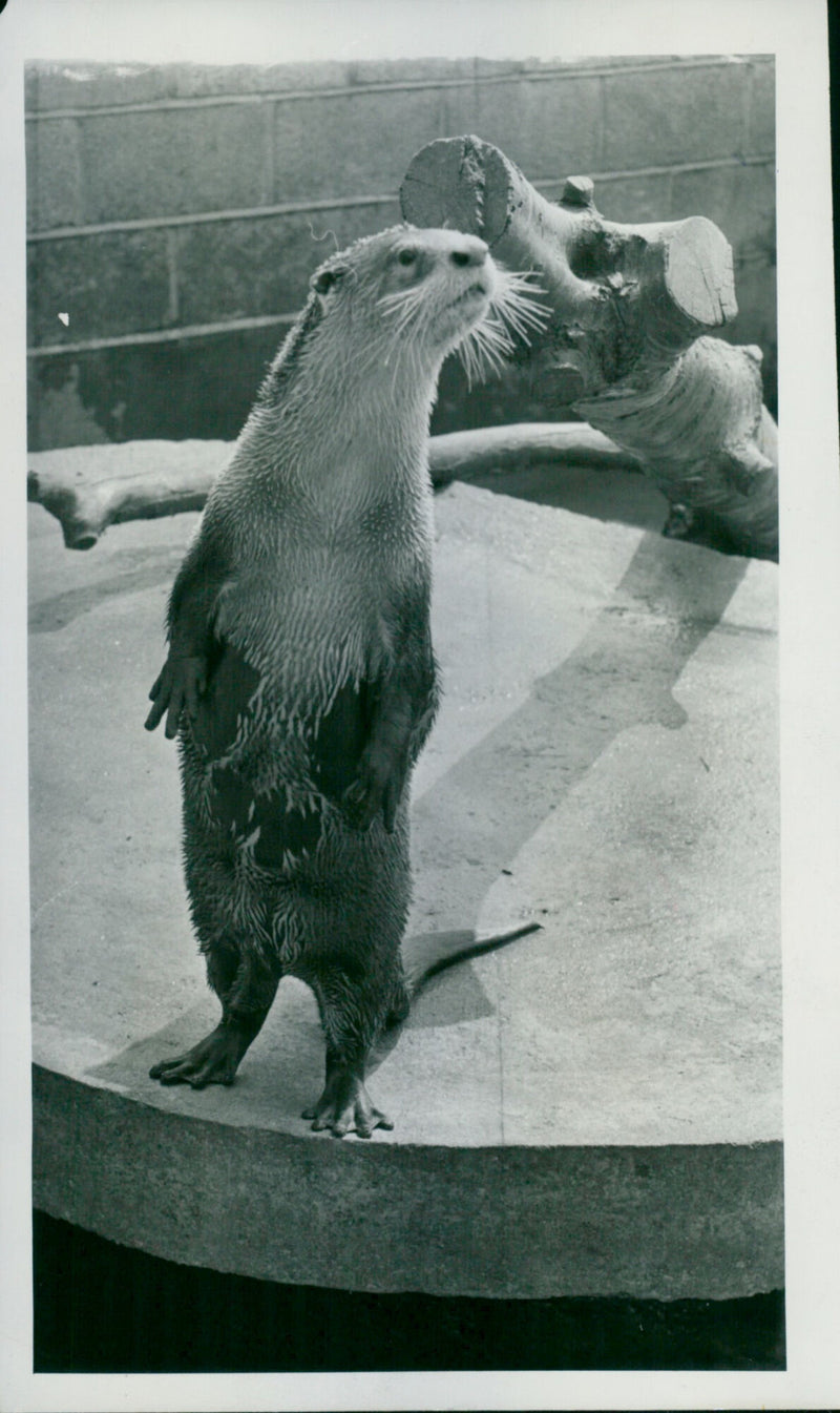 Otter - Vintage Photograph