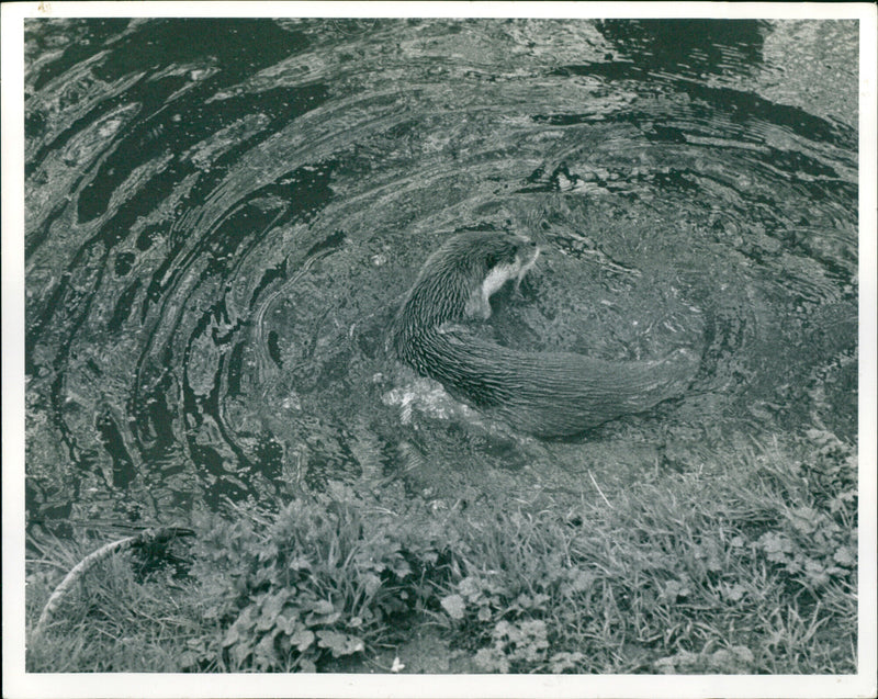 Otter - Vintage Photograph