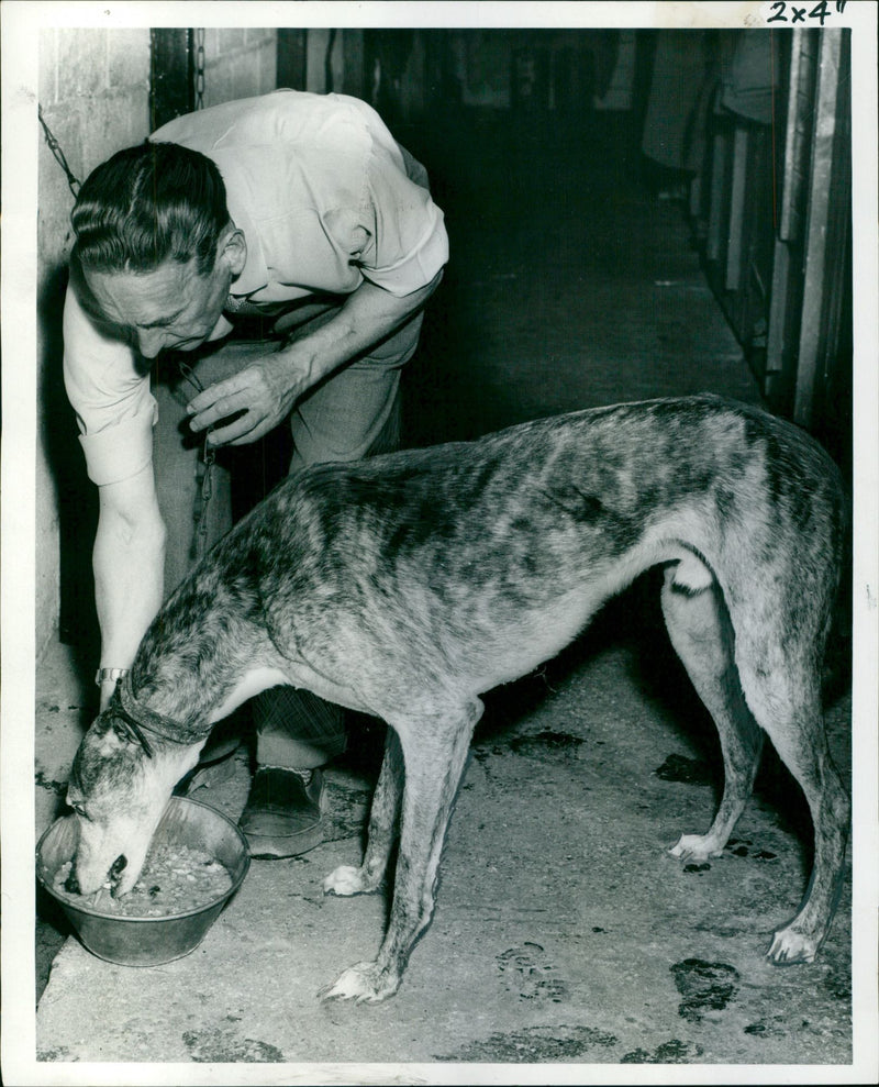 Greyhound trainer - Vintage Photograph