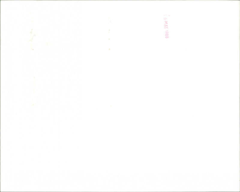 Otter - Vintage Photograph