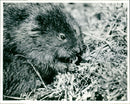 Otter - Vintage Photograph