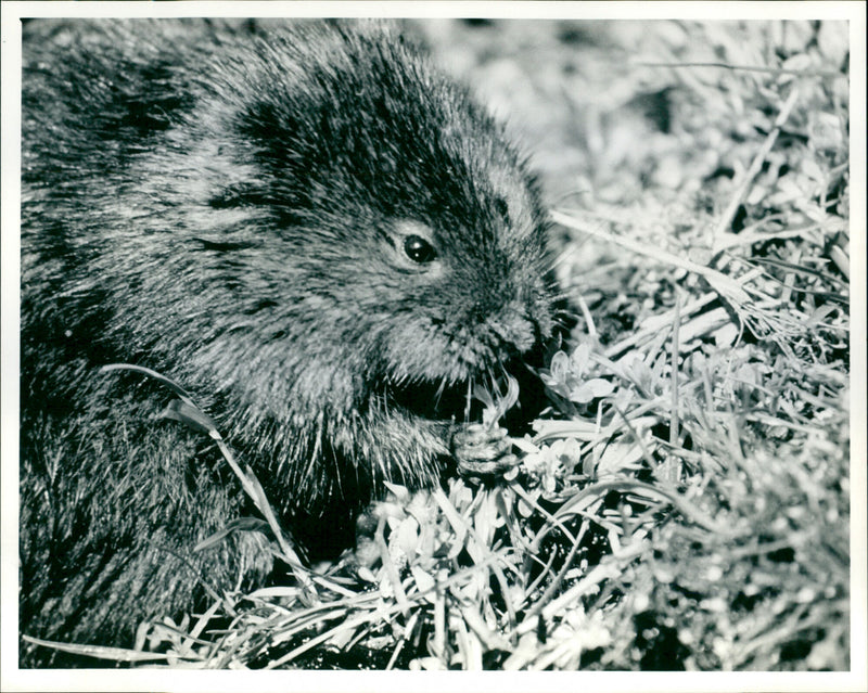 Otter - Vintage Photograph