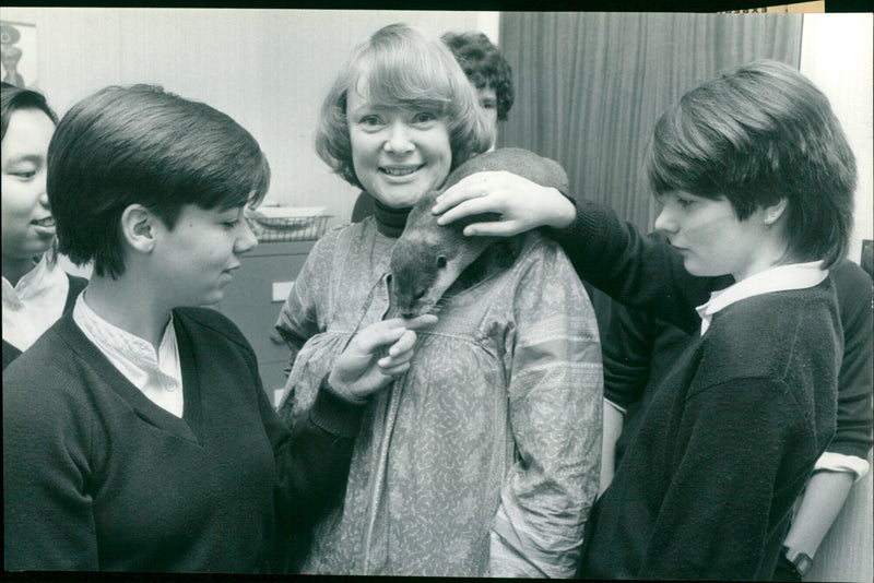 Otters - Vintage Photograph