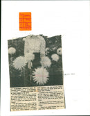 June Davis - Vintage Photograph