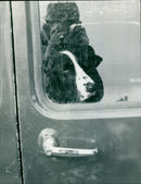 Cecil Whittington - Vintage Photograph