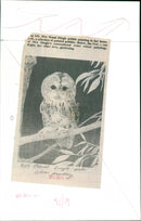 Maud Dingle - Vintage Photograph