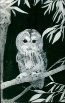 Maud Dingle - Vintage Photograph