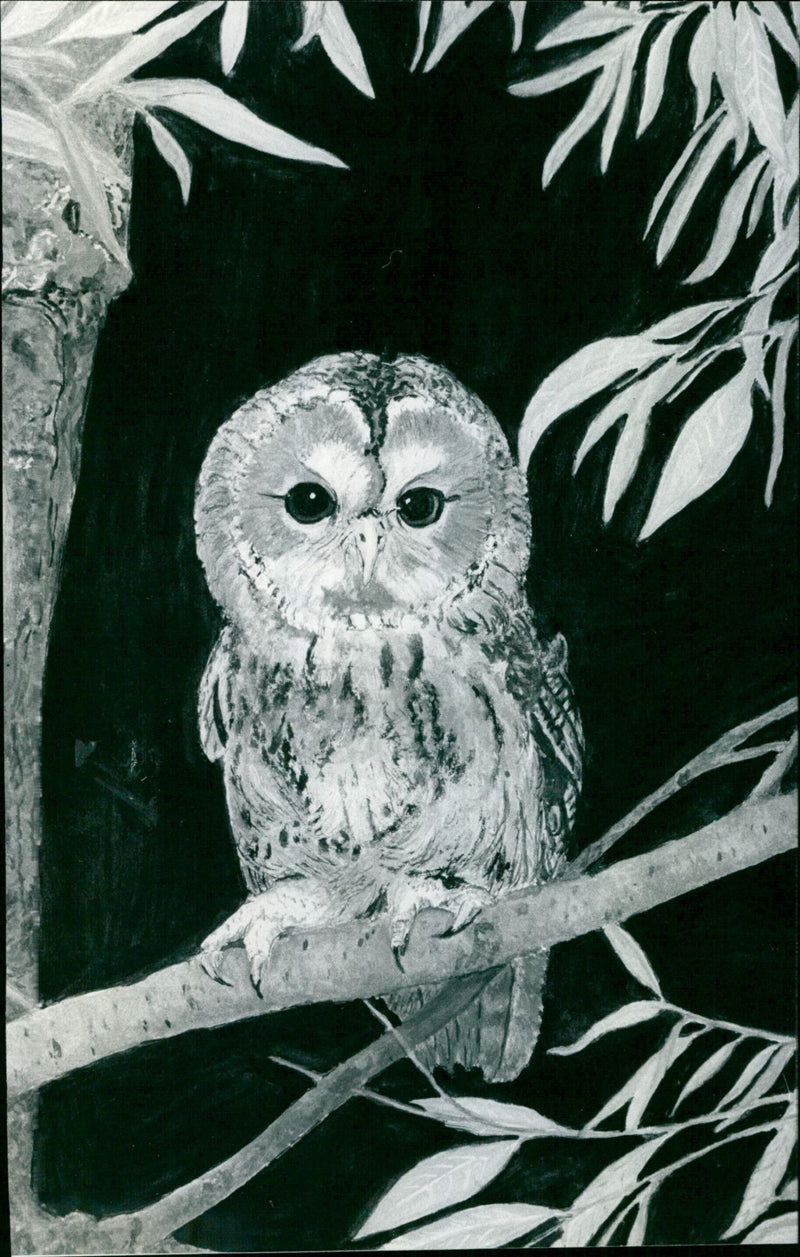 Maud Dingle - Vintage Photograph