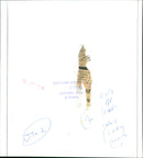 Lady Townsend - Vintage Photograph