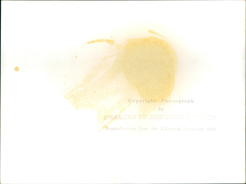 Margot Fonteyn - Vintage Photograph