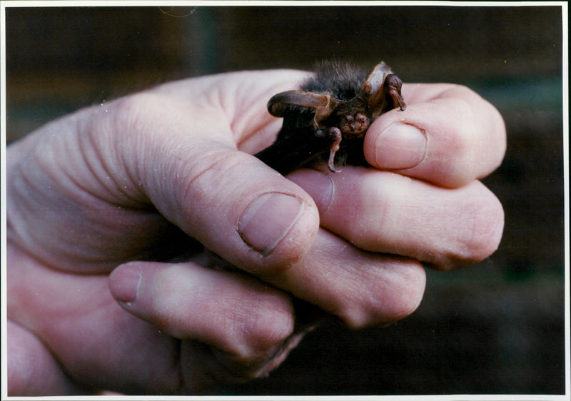 David Endacott - Vintage Photograph