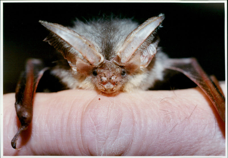 David Endacott - Vintage Photograph