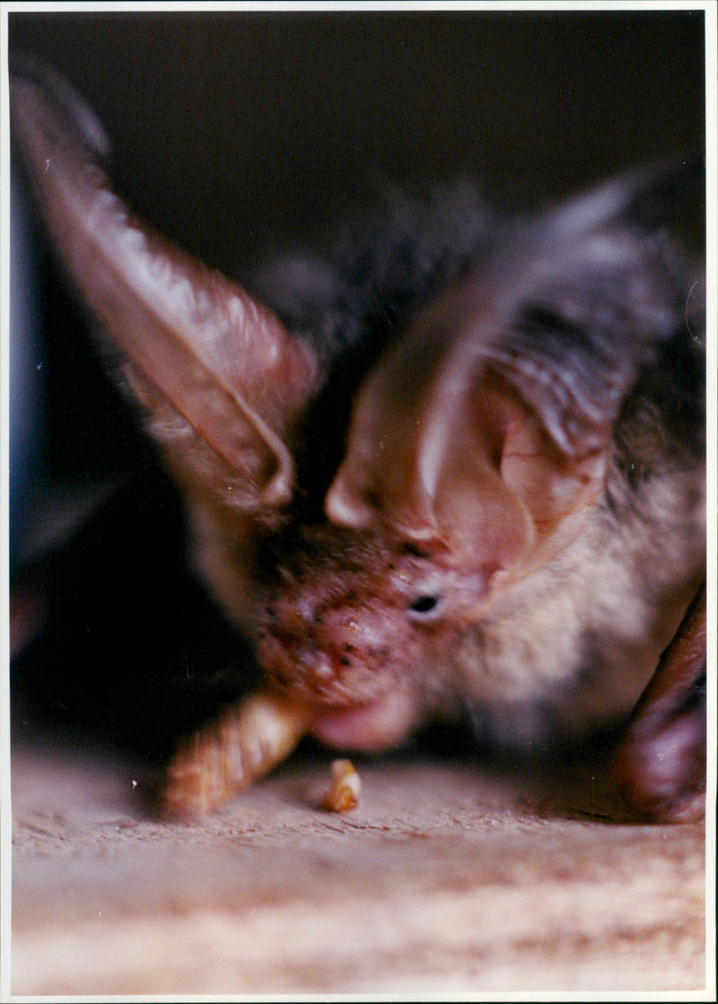 David Endacott - Vintage Photograph