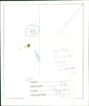 Sharks - Vintage Photograph