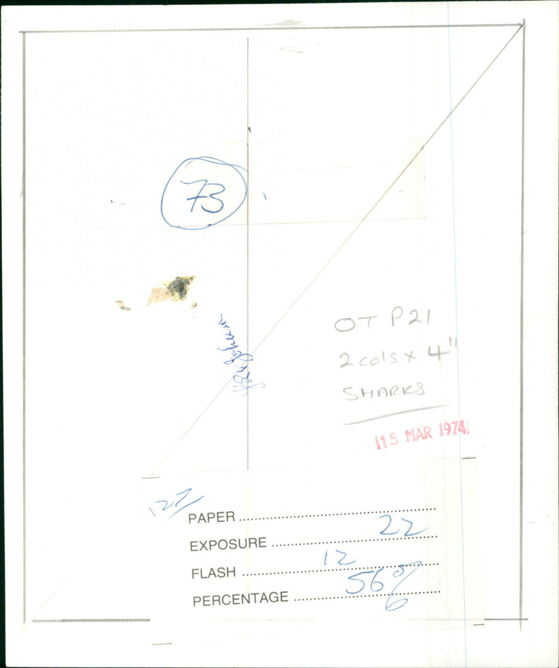 Sharks - Vintage Photograph