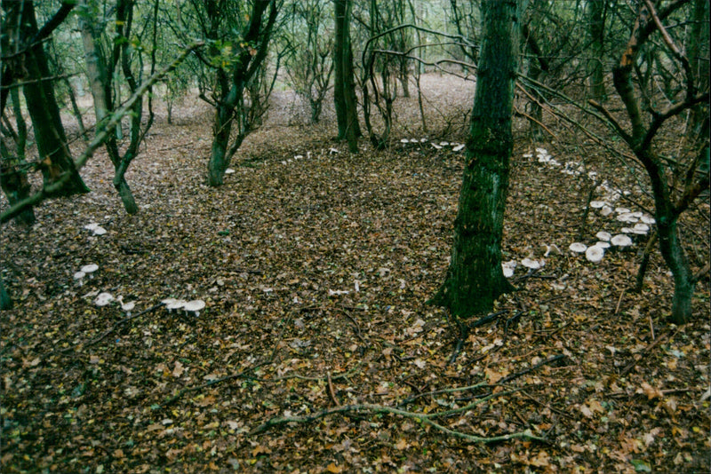 Peer Creed - Vintage Photograph