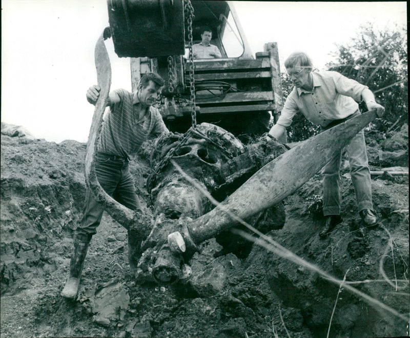 Blenheim engine in 1984 - Vintage Photograph