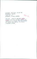 Mrs Kathy Colman - Vintage Photograph