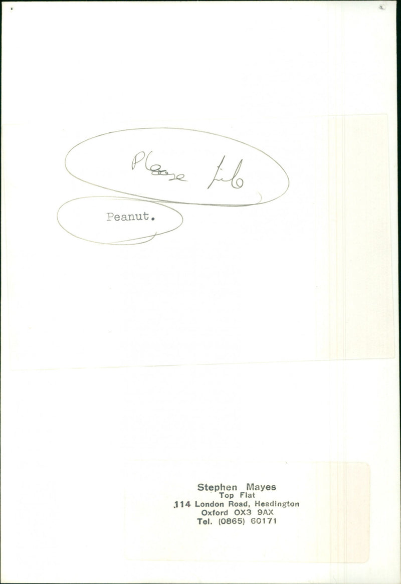 Peanut - Vintage Photograph