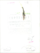 Aaron Copland - Vintage Photograph