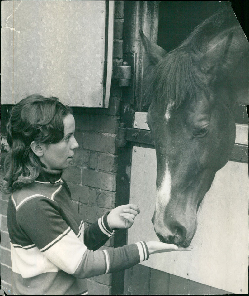 A lambourn from Doug Marho Stables stands in a field. - Vintage Photograph