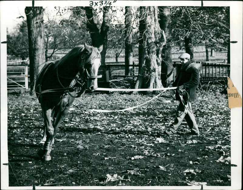 Doug Butler schooling a yearling at Ken Andely Stables. - Vintage Photograph