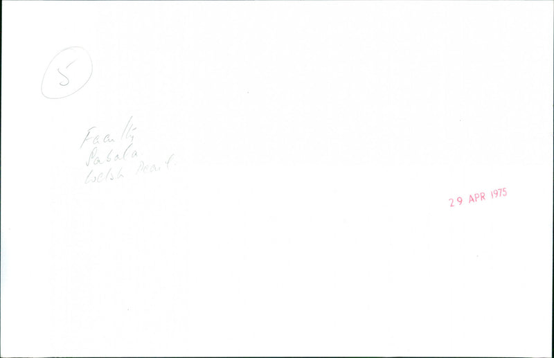 Faculty Pabala Welsh pearl - Vintage Photograph